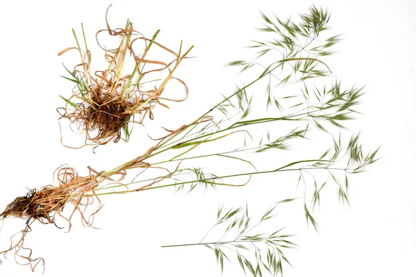 一年生草本植物野生燕麦或空燕麦 图为草茎 花和根系 — 图库照片