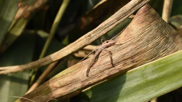 Pavouk Dlouhýma Hnědýma Nohama Sedí Nehybně Suchém Listě Rostliny Loví — Stock video