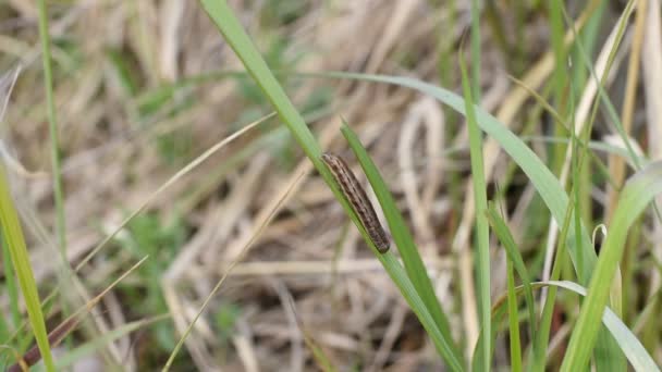视频中 一只褐色的毛毛虫沿着一串串在风中摇曳的草地爬行 — 图库视频影像