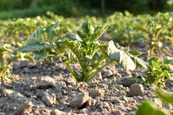 View Potato Tops Breaking Soil Garden — Stock Photo, Image