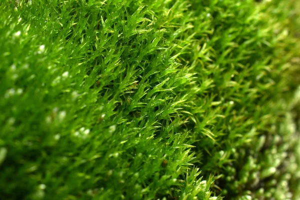 Fotografia Macro Folhas Caules Musgo Verde — Fotografia de Stock
