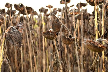 Sahada kurumuş ve kesilmemiş ayçiçeği, sapları ve sepetleri.