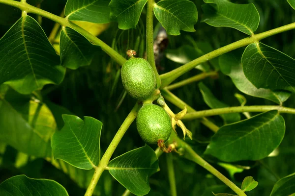 Zelené Vaječníky Ořechu Vytvořené Větvích Stromu Mezi Listy — Stock fotografie