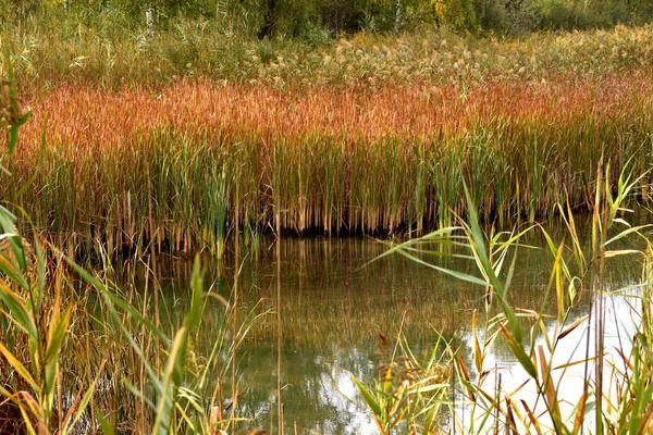 The lake in autumn, the reeds that grow on the banks of the reservoir turned yellow.