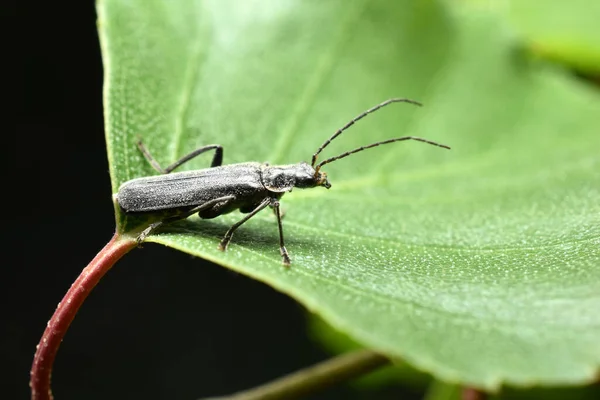 부드러운 딱정벌레의 어두운 클로즈업 사이드 연지벌레는 앉는다 — 스톡 사진