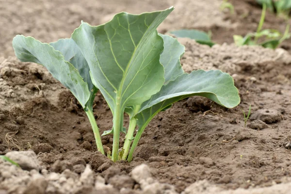 First Leaves Stalks Cabbage Broke Soil Garden — Stock Photo, Image
