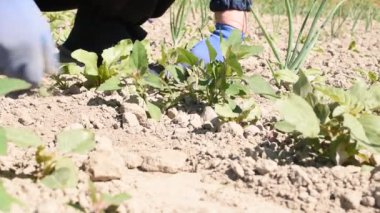 Video, bir çiftçinin bahçe yatağındaki yabani otları elleriyle nasıl temizlediğini gösteriyor..