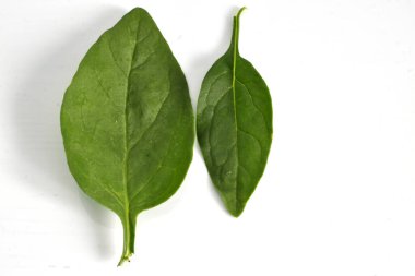 Beyaz arka planda vitamin salatası yapmak için ıspanak yaprakları.