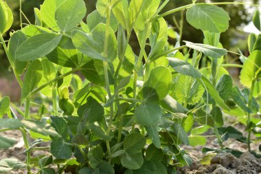 Bezelye bitkisinin ilk yaprakları bahçedeki toprağı delip geçti..