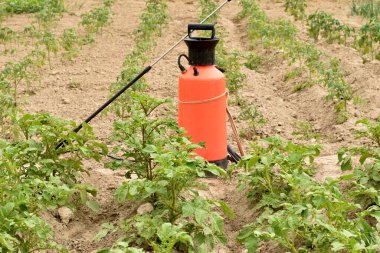 Patateslerin üzerinde oturan Colorado böceklerini yok etmek için, zehirli bir su çözeltisi kullanılır, ki bu da bir bahçe spreyi ile spreylenir..