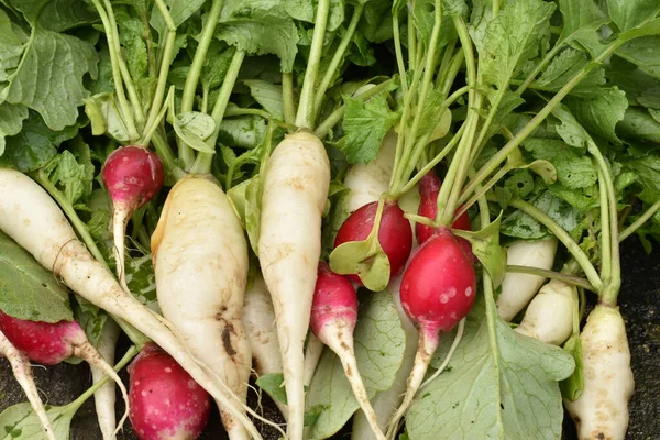 A crop of red radishes and white icicles with leaves lies on the grass of the vegetable garden.