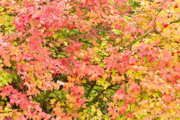 Liście Koronie Drzewa Viburnum Żółkną Czerwienią Jesienią — Zdjęcie stockowe