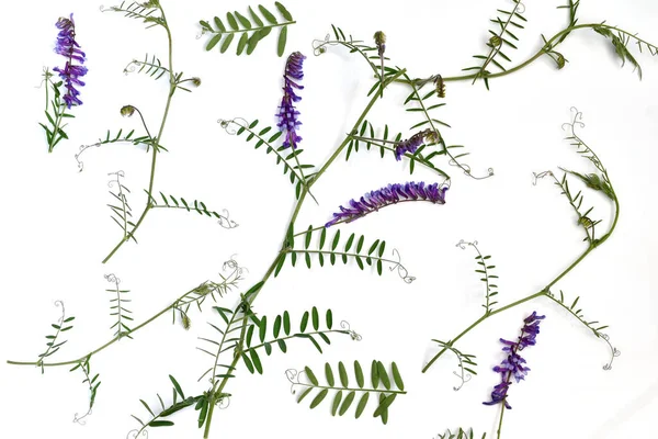 图为一种由攀爬的豌豆茎 叶子和花朵构成的纹理图案 — 图库照片