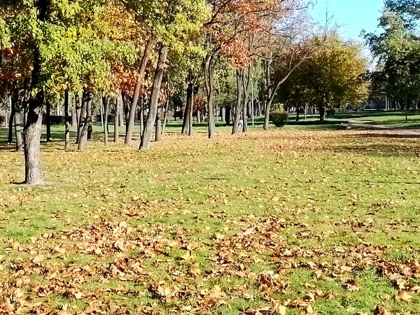 Park Miejski Wczesną Jesienią Suche Żółte Liście Spadły Zieloną Trawę — Zdjęcie stockowe