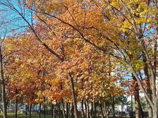 Zdjęciu Korony Drzew Parku Miejskim Których Liście Żółkną Jesienią — Zdjęcie stockowe