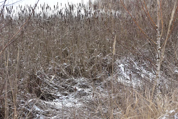 그림은 겨울에 얼어붙은 호수의 해안에 갈대를 바람에 눈으로 갈대를 보여준다 — 스톡 사진