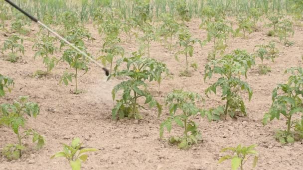 Ein Bauer Vernichtet Kartoffelkäferlarven Mit Einer Giftlösung Die Mit Einer — Stockvideo