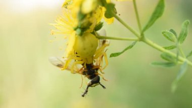 Bir çiçek örümceği ya da yengeç örümceği yakalanır ve bir uçan sineği pençelerinde tutar. Bir karınca örümceğe yardım eder..