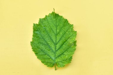 Fındık ağacının geniş yeşil bir yaprağı sarı arka planda yatar..