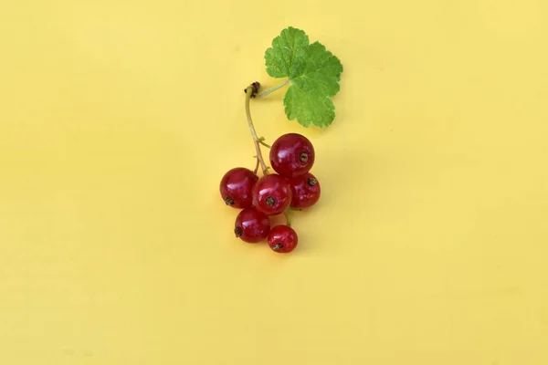 Yeşil Yapraklı Kırmızı Üzümlü Bir Dal Sarı Arka Planda Yatar — Stok fotoğraf