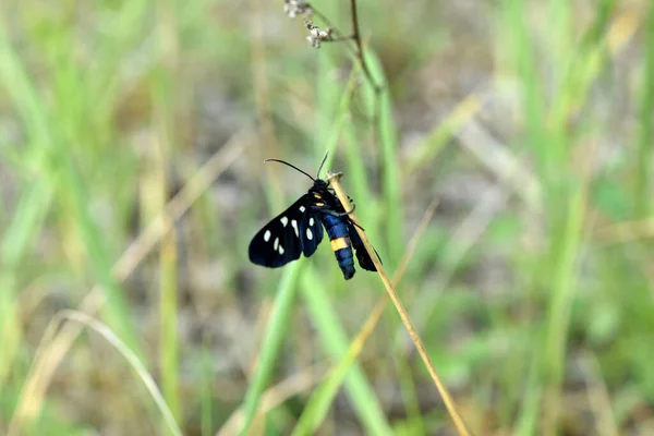 Bir Çimen Sapının Üzerinde Siyah Bir Kelebek Oturuyor Beyaz Benekli — Stok fotoğraf