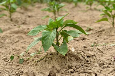 Bahçedeki dolmalık biber tohumlarının yaprakları daha fazla, biber çalıları daha uzun ve yaprakları daha geniş..