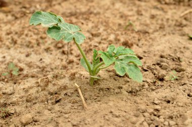 Bahçedeki toprağı delip geçen birkaç kıvırcık karpuz yaprağı..
