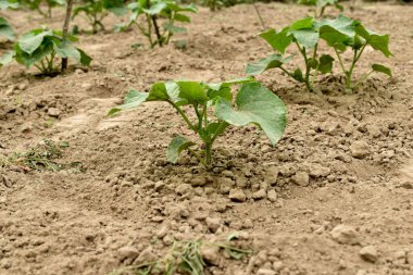Bahçedeki salatalık fidanlarının daha çok yaprağı var. Tohumları daha uzun ve yaprakları daha geniş..