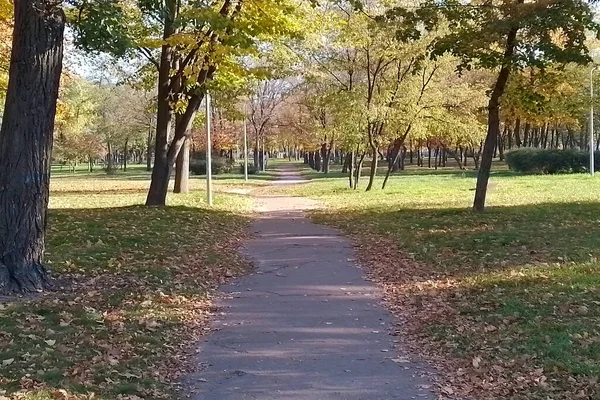 Suché Žluté Listí Stromů Podzim Městském Parku Padá Cestu — Stock fotografie
