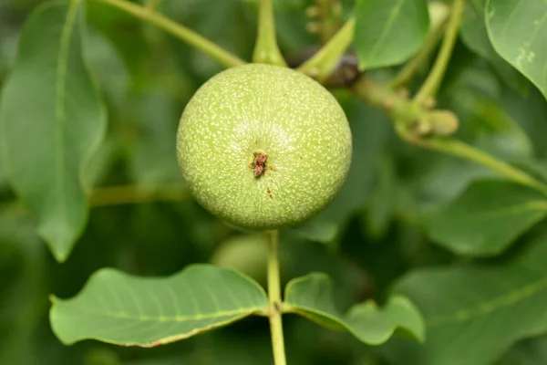 Detailní Záběr Zeleného Ořechového Ovoce Které Zraje Víčkách Stromu — Stock fotografie