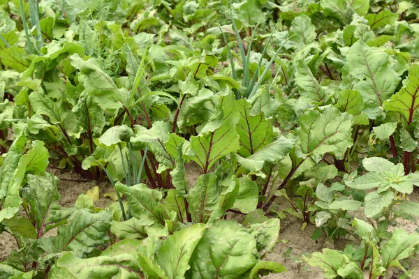 Red Beet Plantation Its Wide Green Leaves Red Veins — Stock Photo, Image