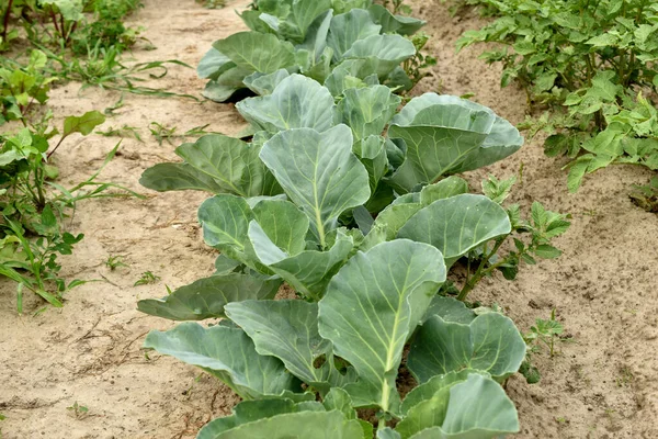 Plantation Growing Cabbage Its Wide Leaves Vegetable Garden — Stock Photo, Image