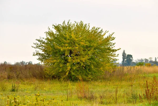 Trockene Gelbe Blätter Auf Der Krone Eines Einsamen Baumes Der — Stockfoto