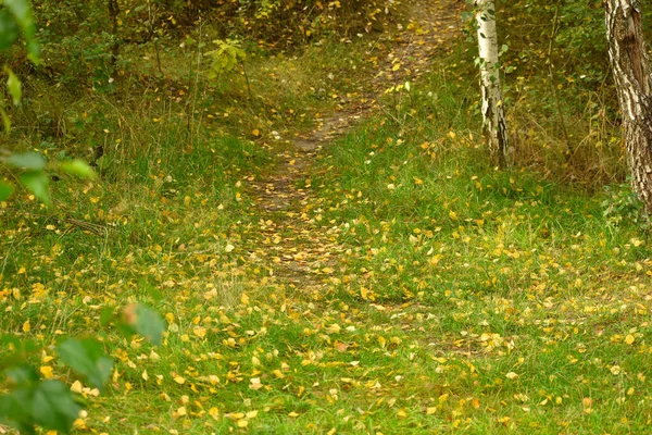 Lesní Stezka Byla Pokryta Žlutými Listy Které Padaly Stromů Podzim — Stock fotografie