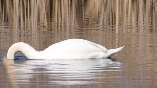 Cisne Mudo Branco Nada Lago Busca Comida — Vídeo de Stock