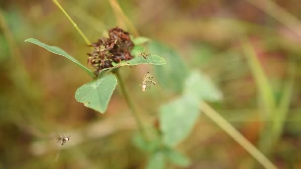 Angin Bersama Dengan Rumput Bergoyang Belalang Kecil Yang Duduk Batang — Stok Video
