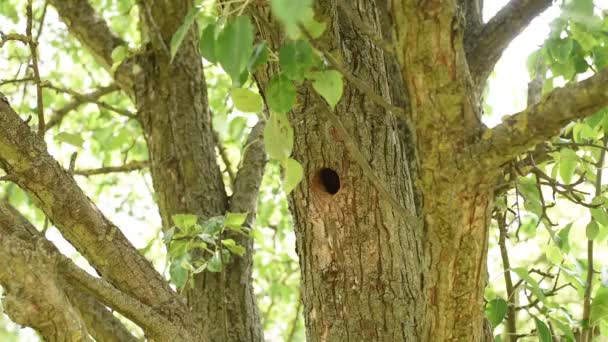 Starling Ptak Skacze Wzdłuż Gałęzi Drzewa Jedzeniem Dziobie Które Przyniósł — Wideo stockowe