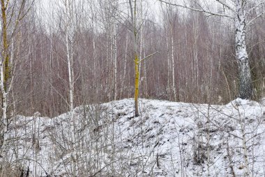 Kış. İlk kar her yeri kaplamıştı. Ağaçlar, tepeler ve tarlalar da dahil..