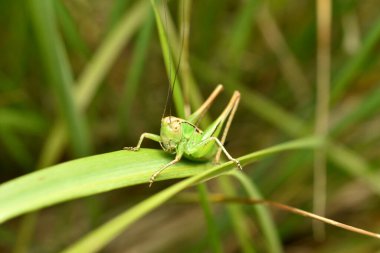 Yeşil bir çekirge, bitkinin geniş bir yaprağına oturur ve böcekleri avlar..