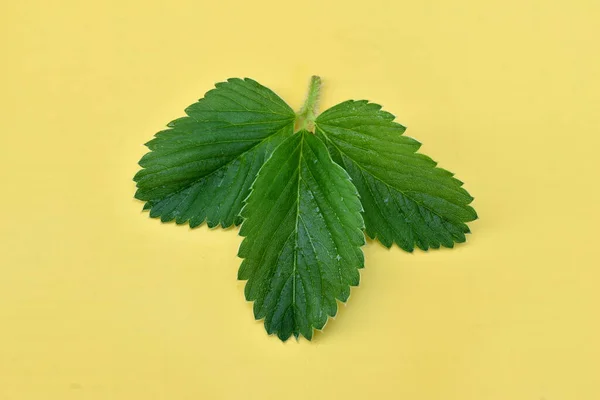 stock image Green leaves of strawberries lie on a yellow background.