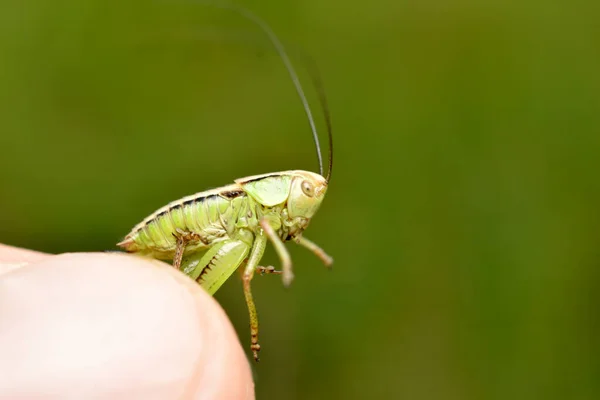 Een Groene Sprinkhaan Handen Van Een Man Hij Jaagt Insecten — Stockfoto