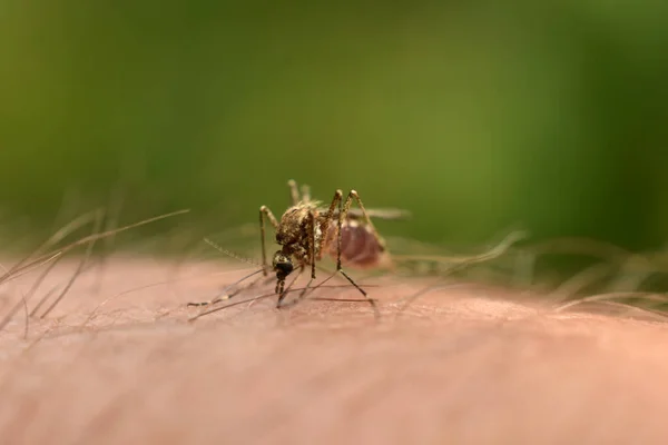 Самка Комара Воткнула Жало Руку Мужчине Высасывает Кровь — стоковое фото