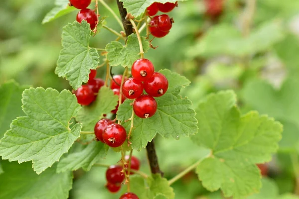 Branches Currant Bush Ripened Spore Berries Hang Leaves — Stock Photo, Image