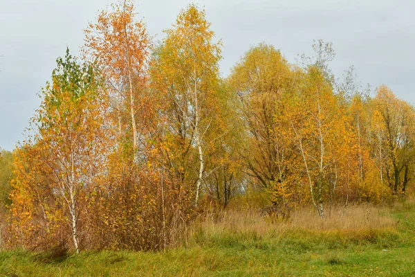 Natürliche Herbstlandschaft Aus Hohen Bäumen Mit Gelben Blättern Horizont — Stockfoto