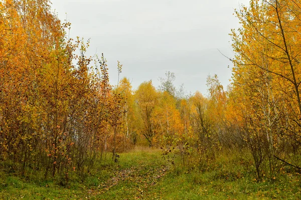Autumn Natural Landscape Consisting Deciduous Forest Clearing Yellow Grass — Stock Photo, Image