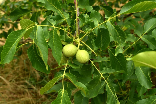 Dva Plody Dozrávají Větvi Ořechového Stromu — Stock fotografie