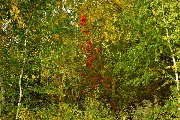 Природный Осенний Пейзаж Листья Коронах Деревьев Роще Начинают Желтеть — стоковое фото