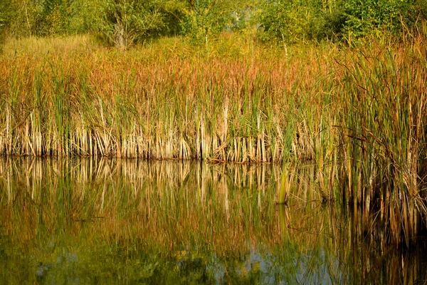 Осень Желтые Тростники Берегу Озера Отражаются Поверхности Озера — стоковое фото