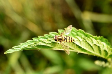 Hoverfly fly resting on a green leaf, top view. clipart