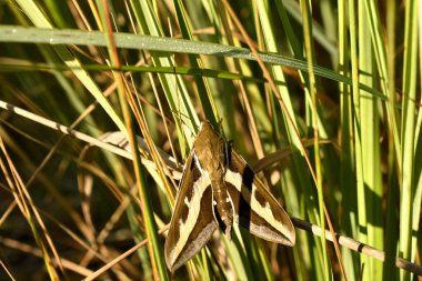 Gece doğan güvesi yeşil çimlerin arasında saklanır, tepeden görünür..